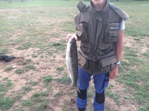 Thicklip Grey Mullet
