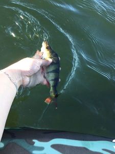 European Perch