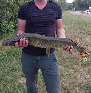 Northern Pike