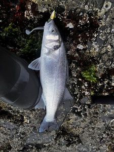 European Bass (Seabass)