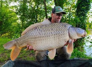 Common Carp