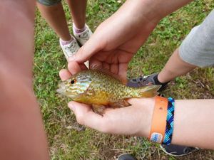 Green Sunfish