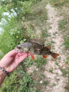 European Perch