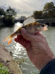European Perch
