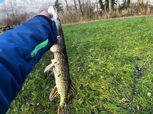 Northern Pike