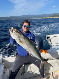 Greater Amberjack