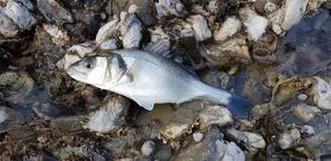European Bass (Seabass)