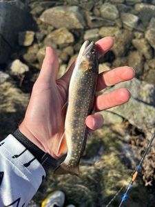 Brook Trout