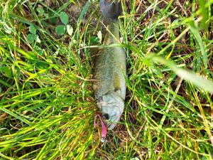 Largemouth Bass