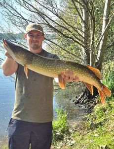 Northern Pike