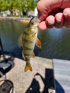 European Perch
