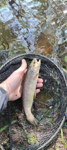 Brown Trout