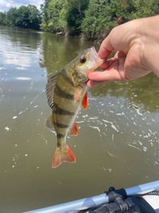 European Perch