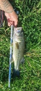 Largemouth Bass
