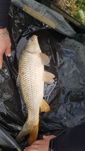 Common Carp