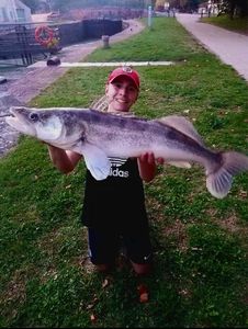 Zander