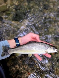 Brown Trout