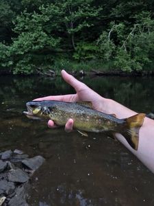 Brown Trout