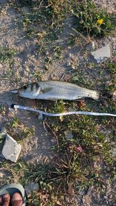 European Bass (Seabass)