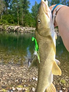 Barbel