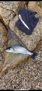 European Bass (Seabass)