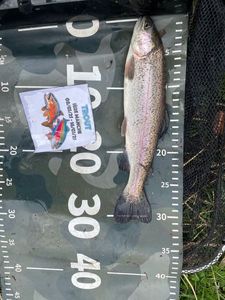 Rainbow Trout