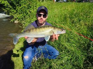 Zander