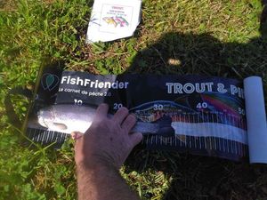 Rainbow Trout