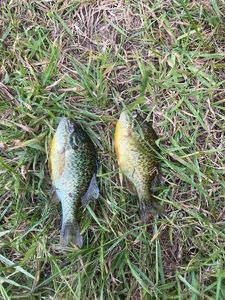 Green Sunfish