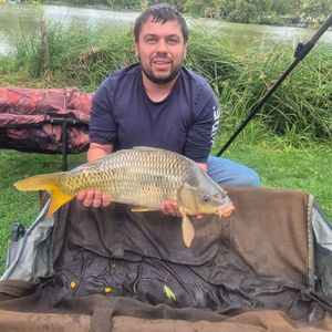 Common Carp