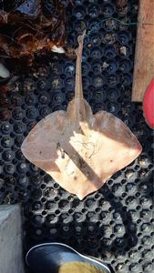 Undulate Ray