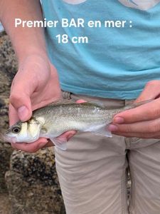 European Bass (Seabass)