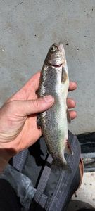 Rainbow Trout