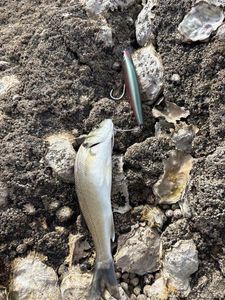 European Bass (Seabass)