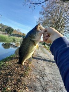 Smallmouth Bass