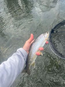 Brown Trout