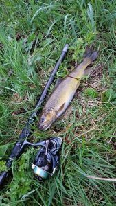 Brown Trout