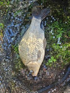 Crucian Carp