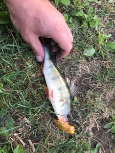 European Perch