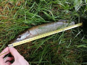 Northern Pike