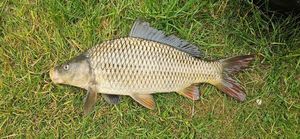 Common Carp