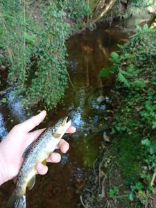 Brown Trout