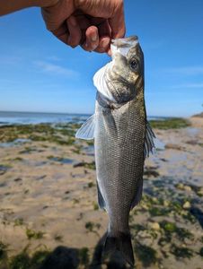 European Bass (Seabass)