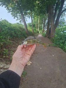 European Perch