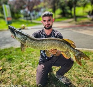 Northern Pike
