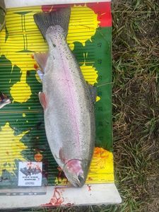 Rainbow Trout