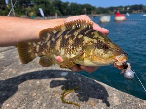 Ballan Wrasse
