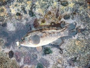 Ballan Wrasse