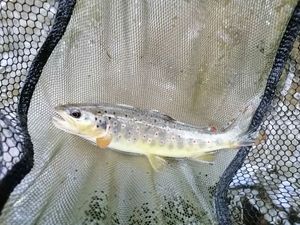 Brown Trout
