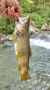 Brown Trout